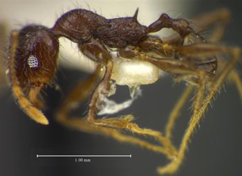 Media type: image;   Entomology 34269 Aspect: habitus lateral view